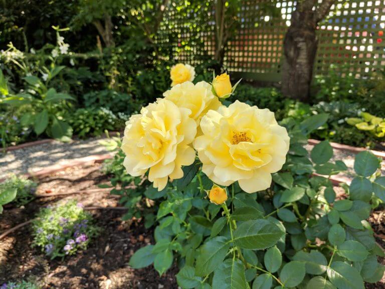 yellow roses