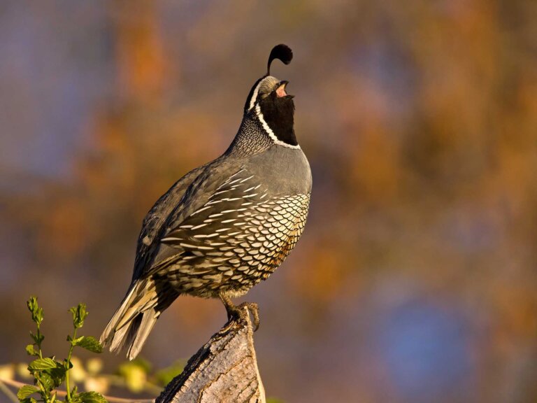 A California quail