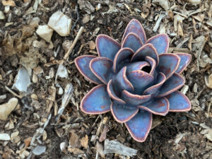 Native plants at the Oregon Garden