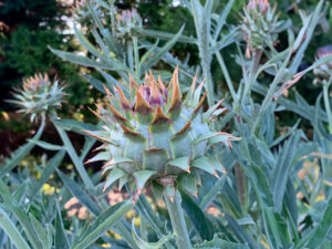 Native plants at the Oregon Garden