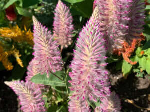 Native plants at the Oregon Garden