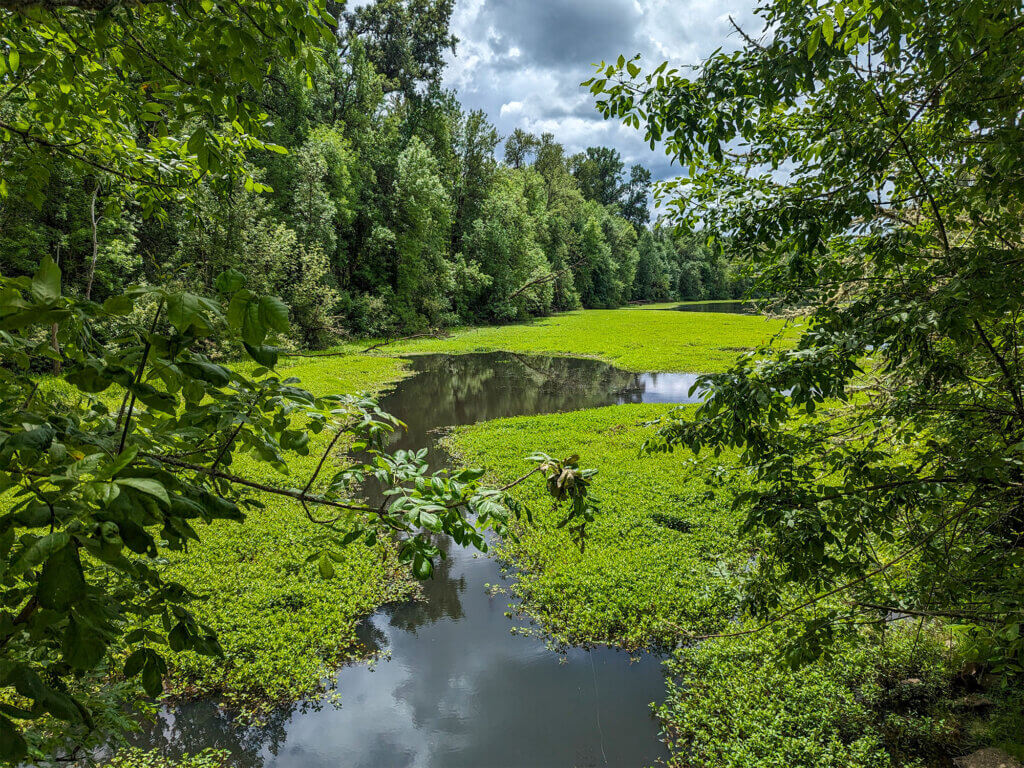 A weed-choked slough on the Willamette River.